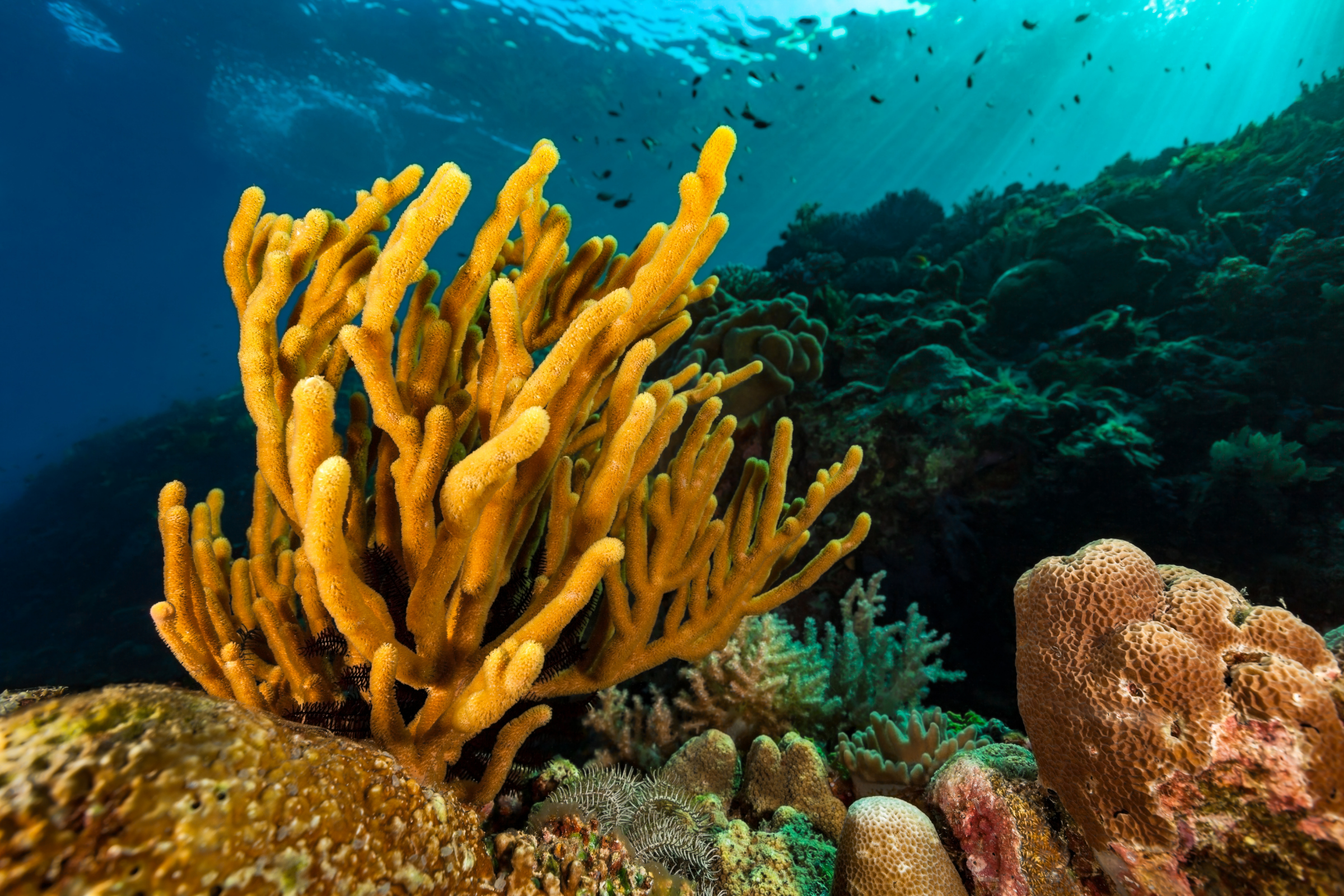 wetar, forgotten islands.webp
